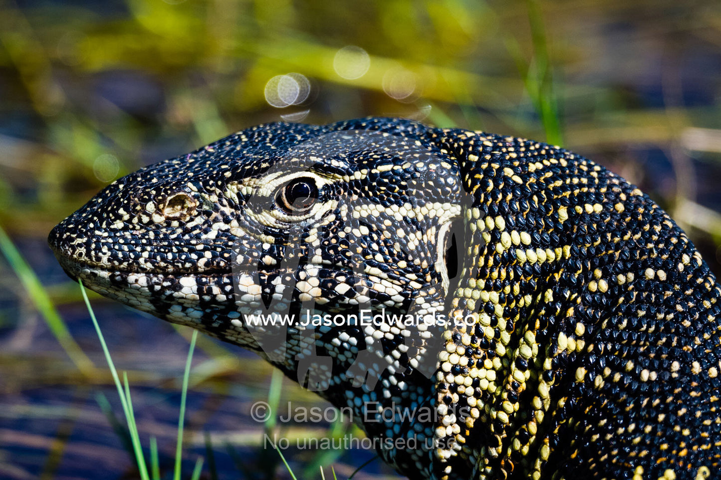 The scales and patterns on a Nile Monitor head. Selinda Spillway, Selinda Reserve, Linyanti Region, Northern Botswana.