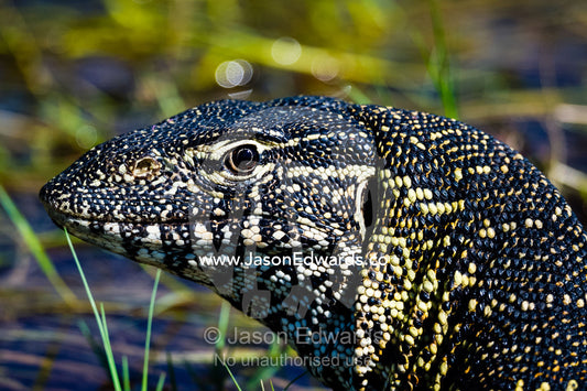 The scales and patterns on a Nile Monitor head. Selinda Spillway, Selinda Reserve, Linyanti Region, Northern Botswana.
