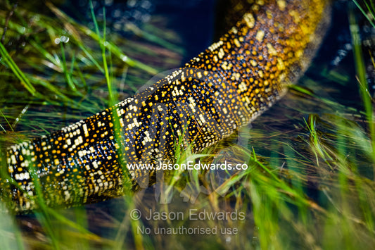 The scales and patterns on a Nile Water Monitor tail. Selinda Spillway, Selinda Reserve, Linyanti Region, Northern Botswana.
