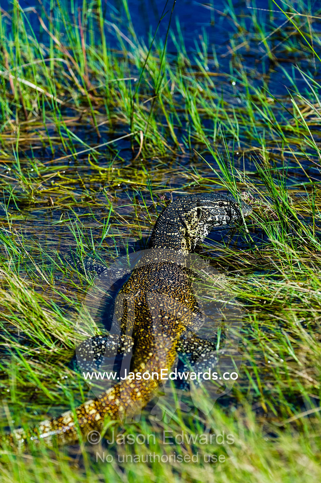 A Nile Monitor entering the water on a floodplain. Selinda Spillway, Selinda Reserve, Linyanti Region, Northern Botswana.