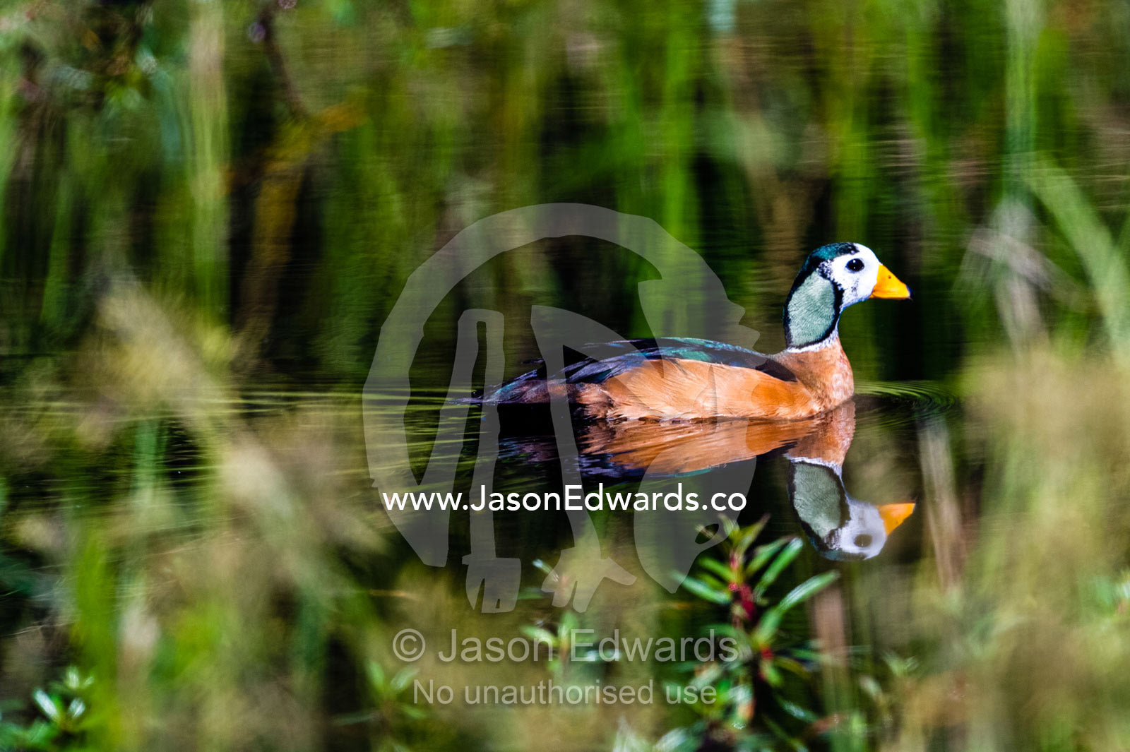 A colorful African Pygmy Goose swimming across the still surface of a wetland. Selinda Spillway, Selinda Reserve, Linyanti Region, Northern Botswana.