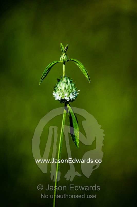 A Star-of-Bethlehem flower on a grassland. Selinda Reserve, Linyanti Region, Northern Botswana.