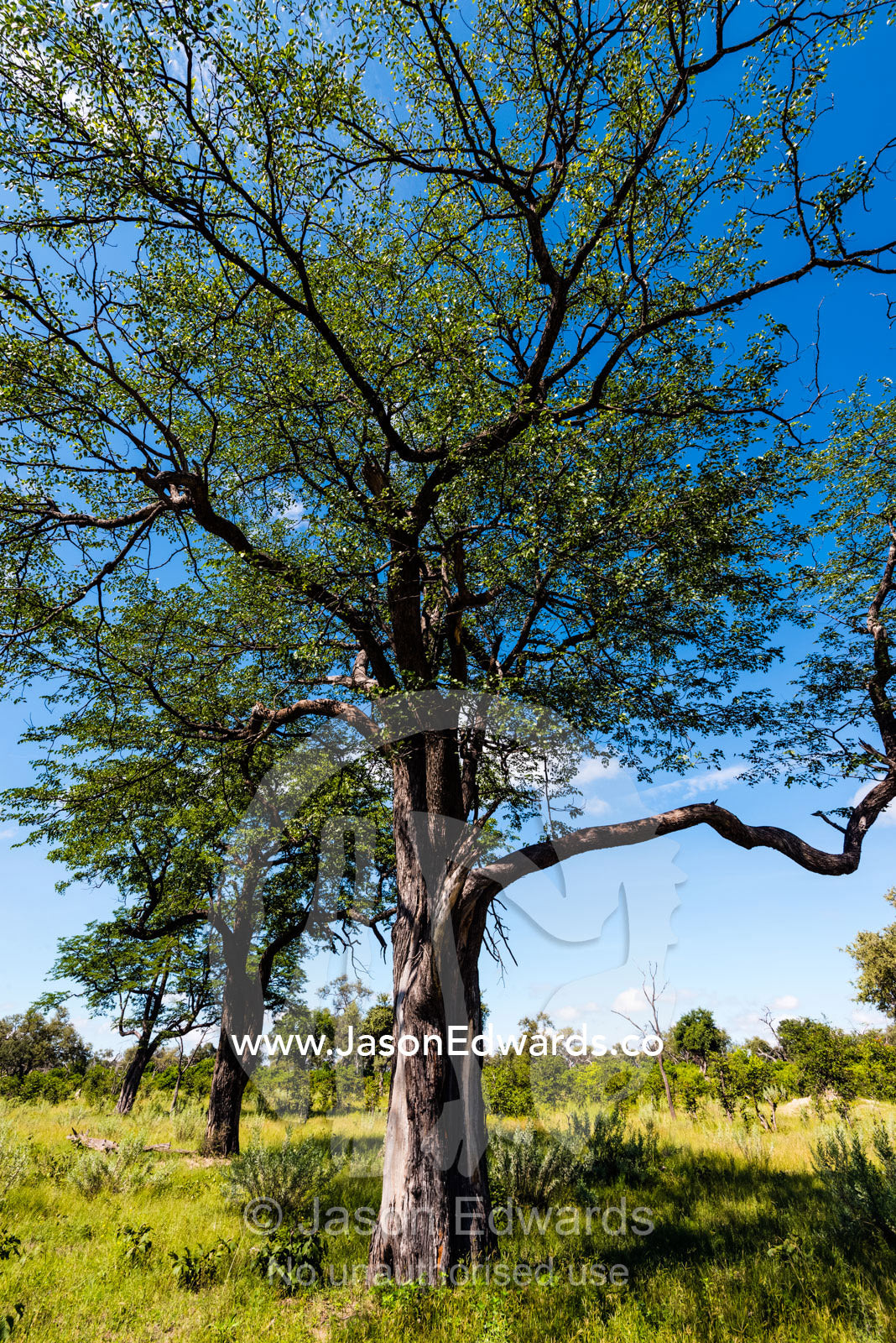 A large tree growing on a grassland plain. Selinda Reserve, Linyanti Region, Northern Botswana.