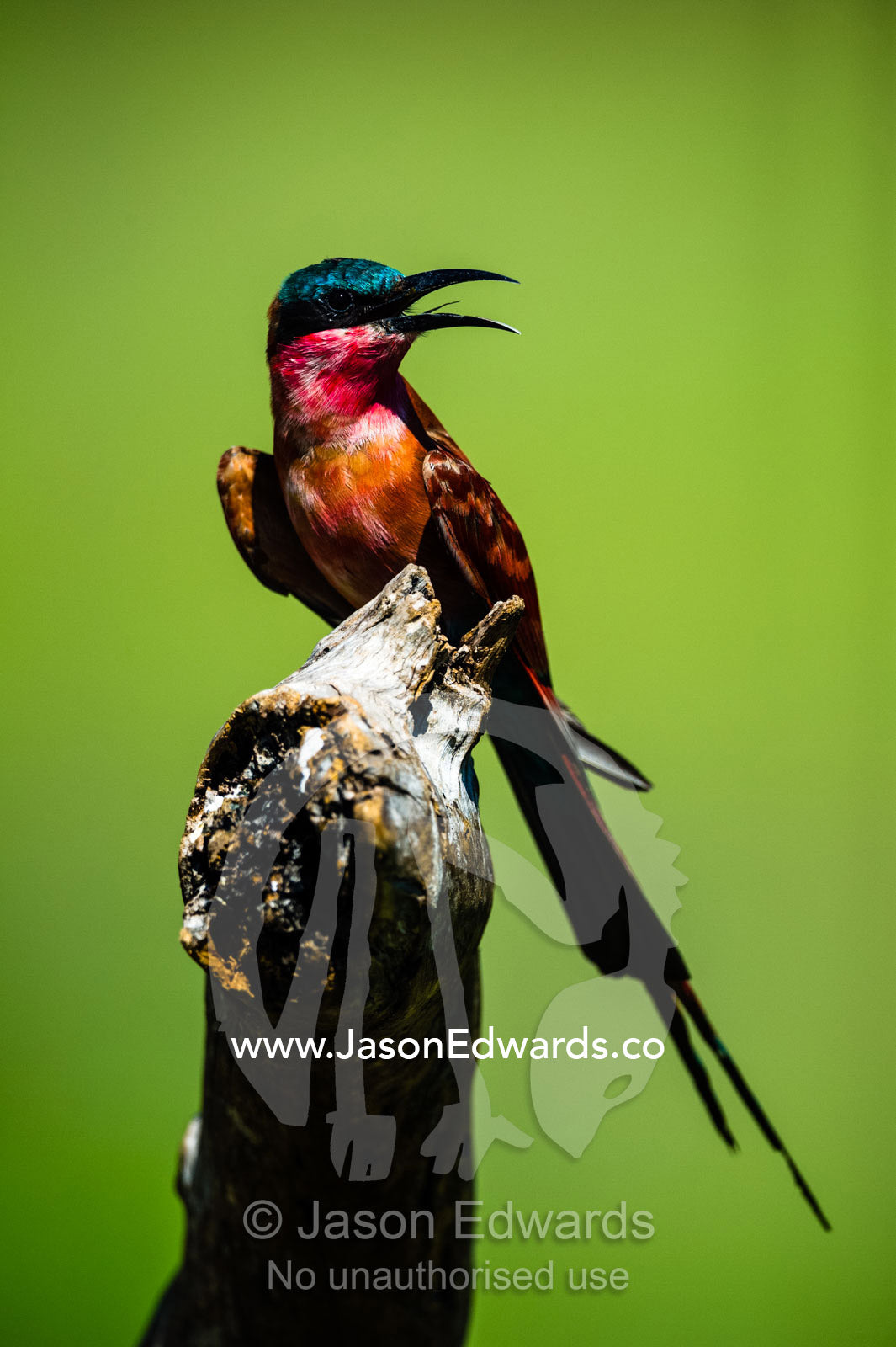 A Carmine Bee-eater roosting on a branch panting in the heat. Selinda Reserve, Linyanti Region, Northern Botswana.
