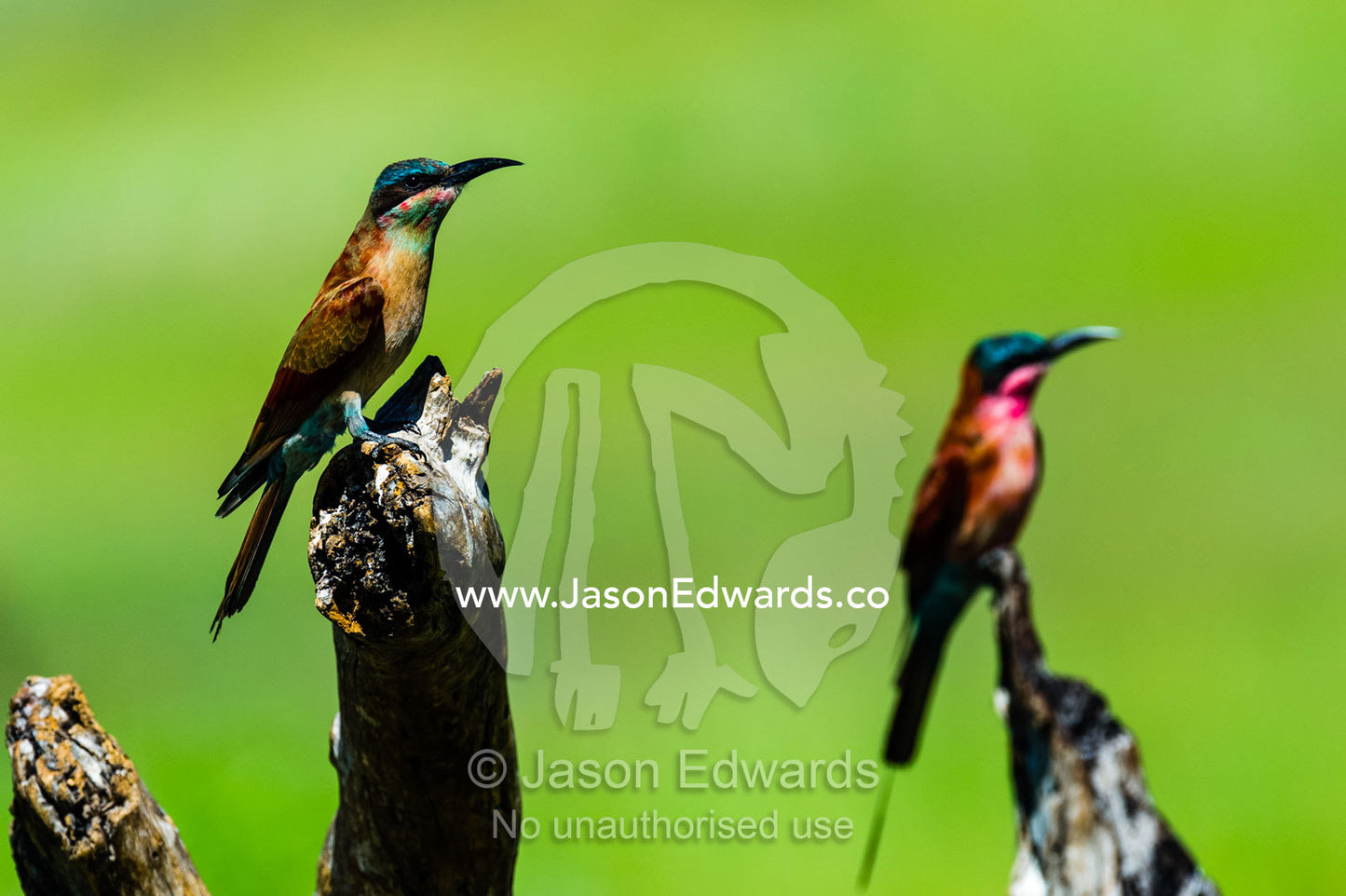 A juvenile Carmine Bee-eater roosting on a branch. Selinda Reserve, Linyanti Region, Northern Botswana.