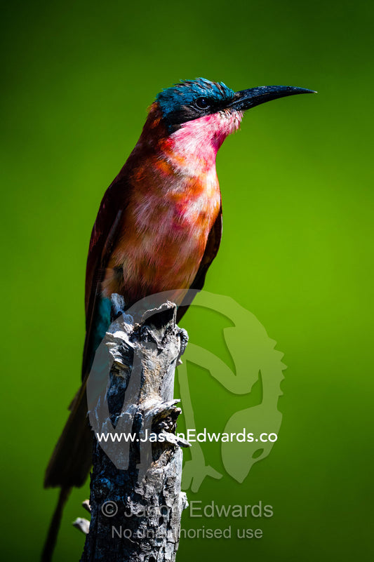The iridescent pink of a Carmine Bee-eater roosting on a branch. Selinda Reserve, Linyanti Region, Northern Botswana.