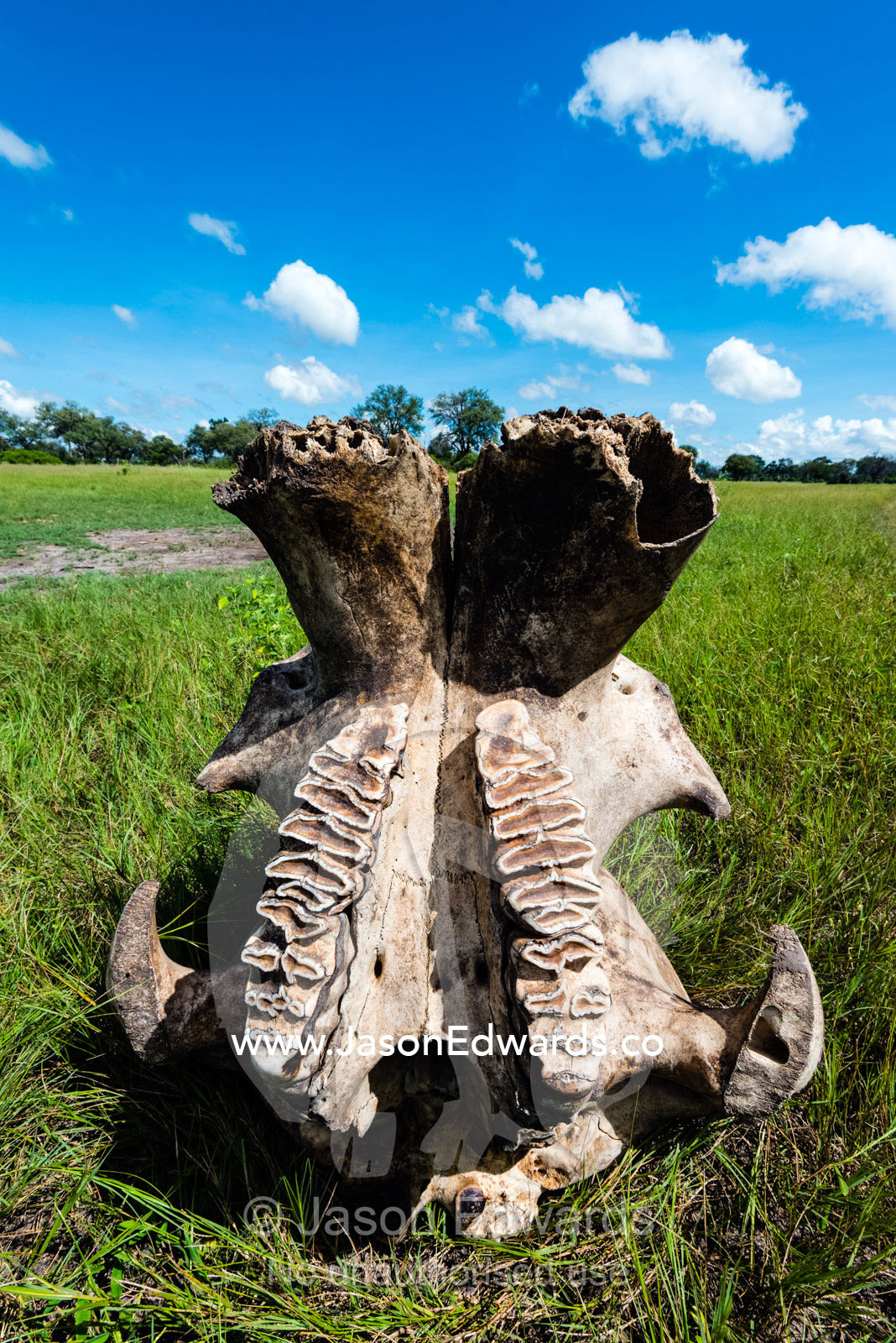 The lower mandible jaw and teeth of an African Elephant skull. Selinda Reserve, Linyanti Region, Northern Botswana.