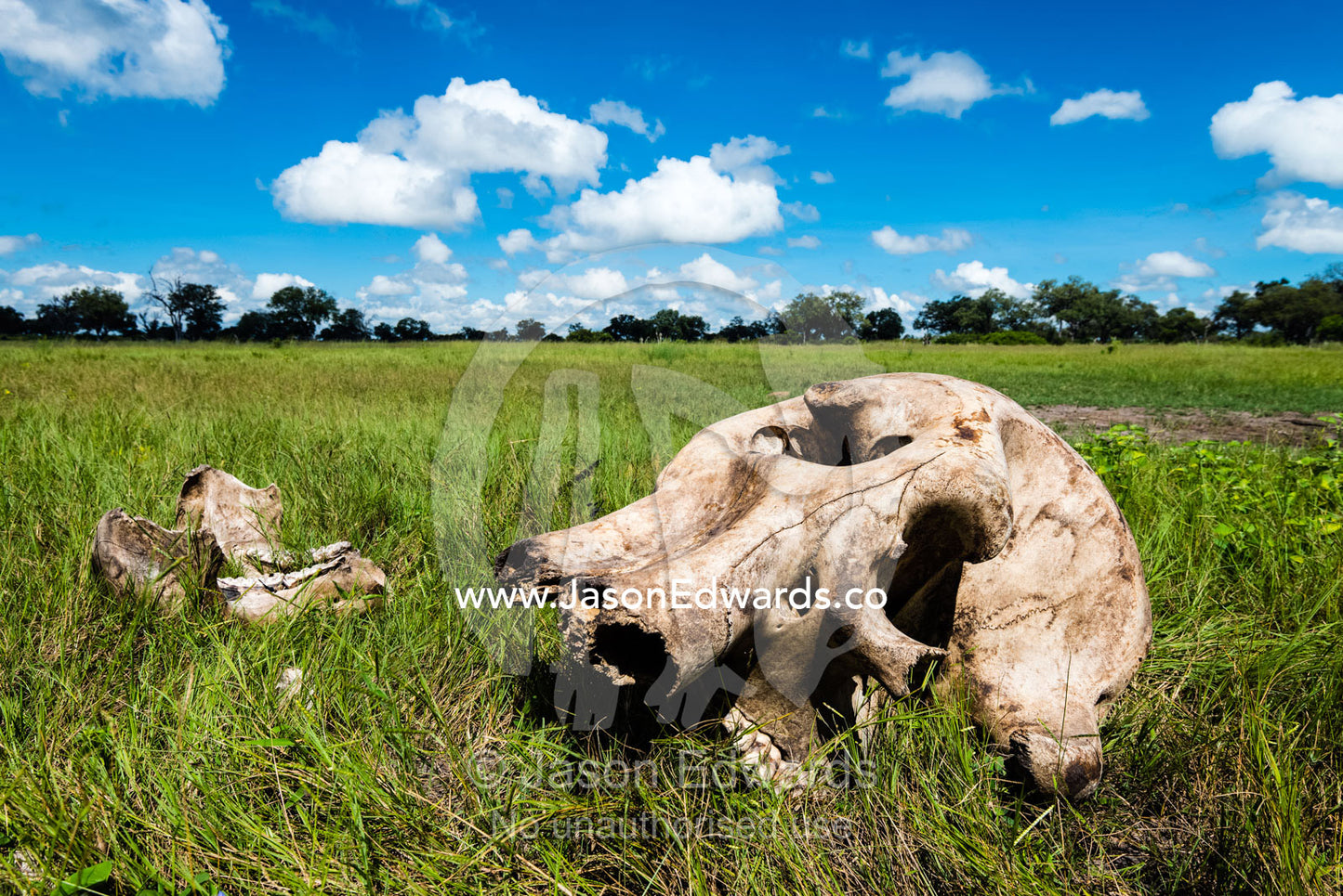 An African Elephant skull and jaw bone on a floodplain. Selinda Reserve, Linyanti Region, Northern Botswana.