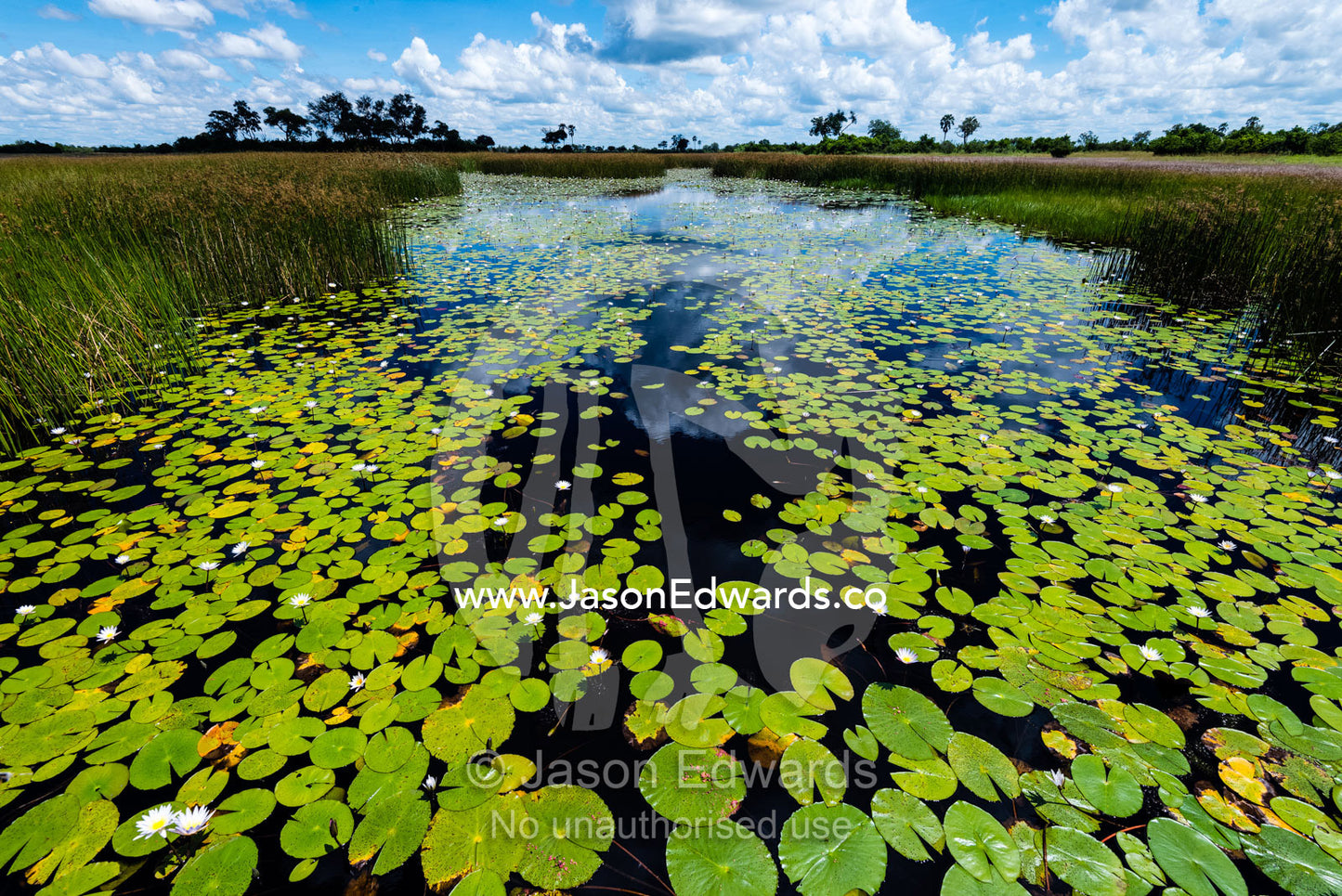 Water Lily leaves carpet the surface of a pristine wetland. Selinda Spillway, Selinda Reserve, Linyanti Region, Northern Botswana.