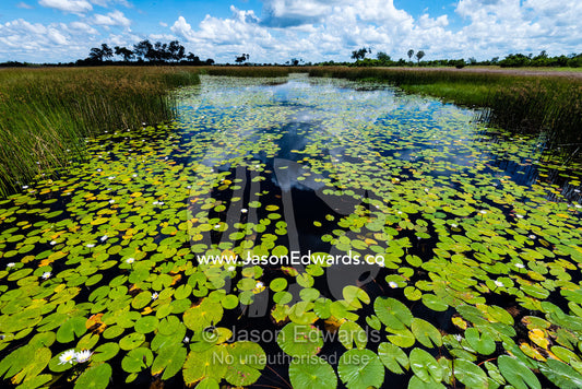 Water Lily leaves carpet the surface of a pristine wetland. Selinda Spillway, Selinda Reserve, Linyanti Region, Northern Botswana.