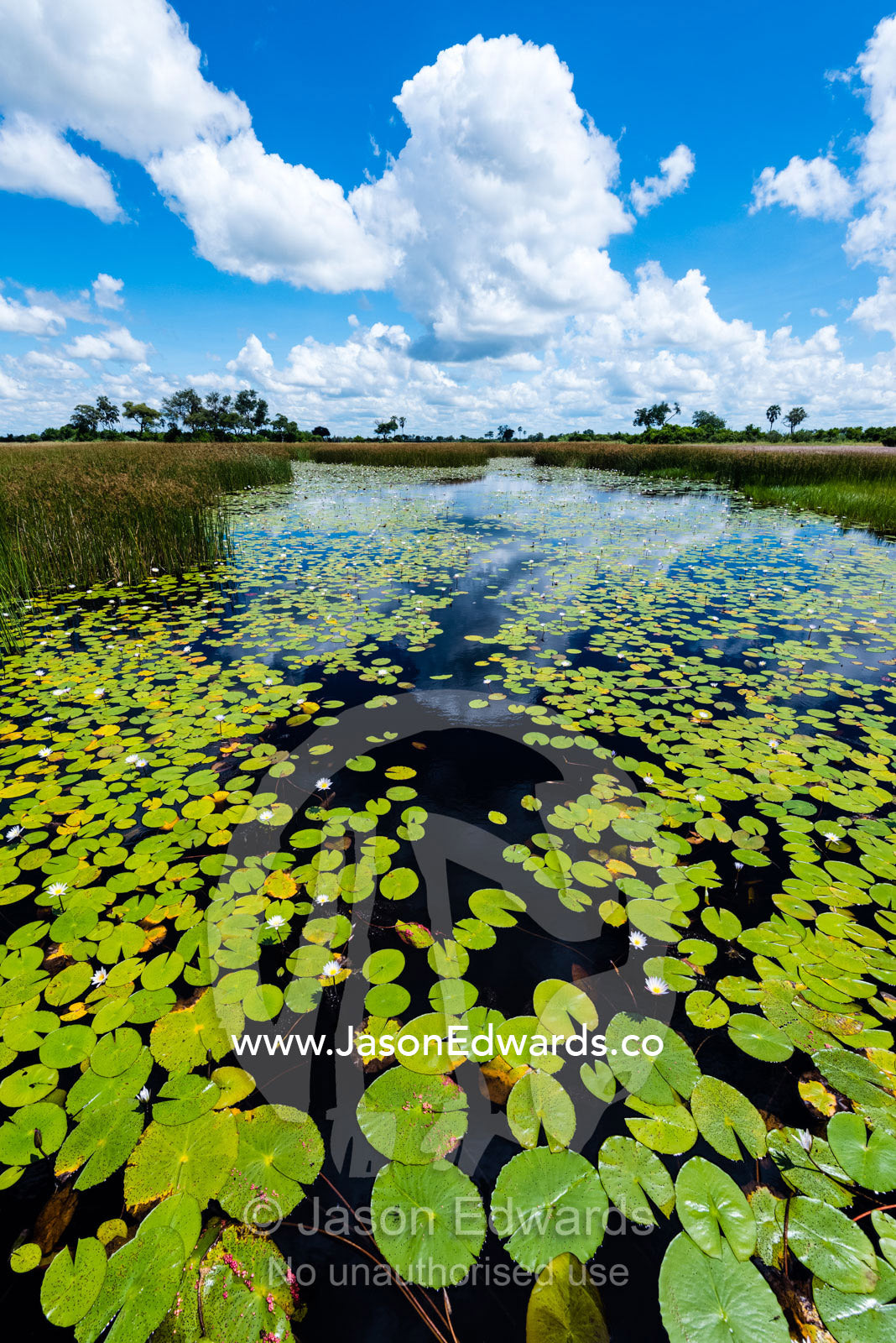 Water Lily leaves carpet the surface of a pristine wetland. Selinda Spillway, Selinda Reserve, Linyanti Region, Northern Botswana.