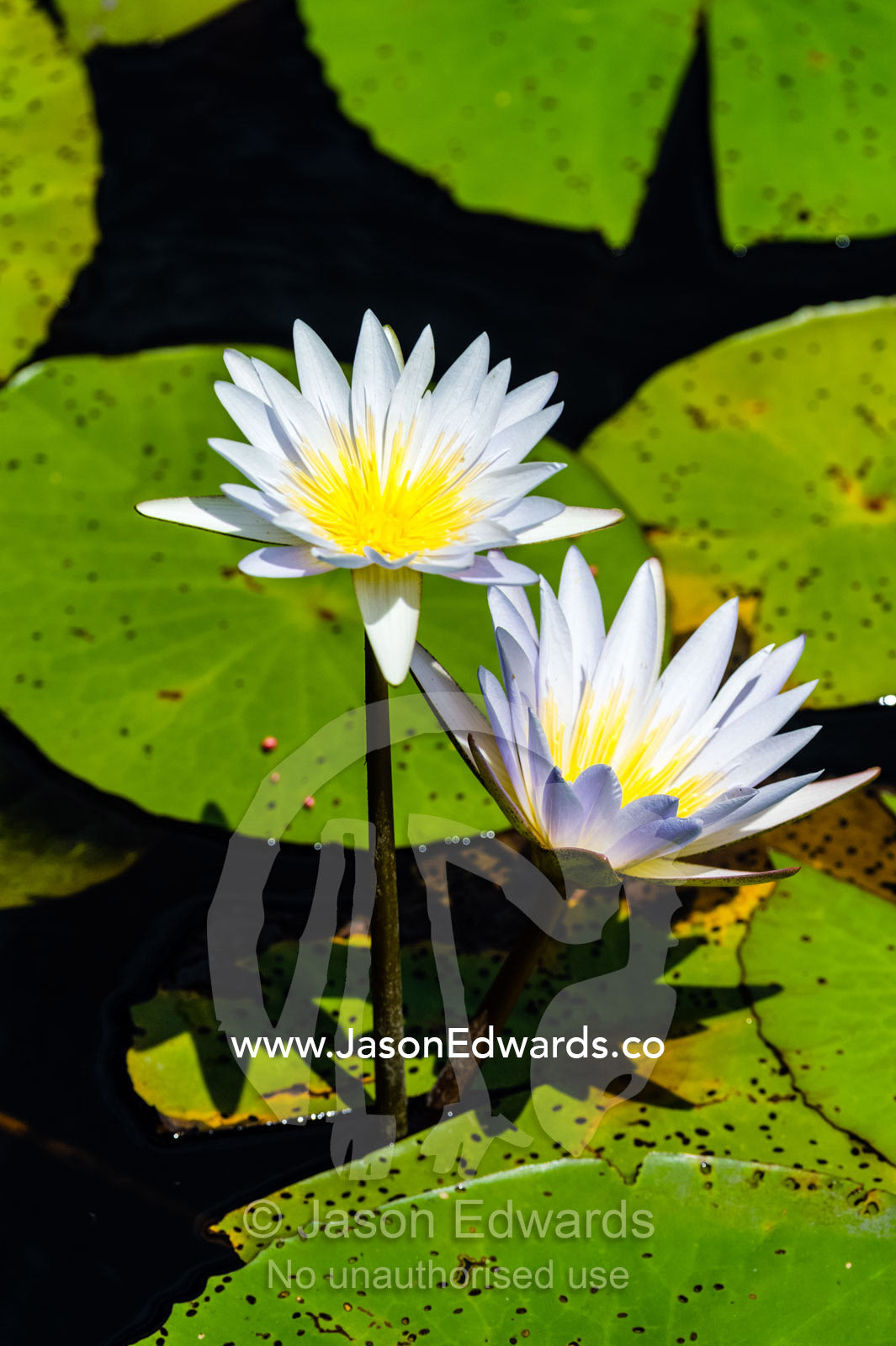 The delicate petals of a Water Lily flower in a wetland. Selinda Spillway, Selinda Reserve, Linyanti Region, Northern Botswana.