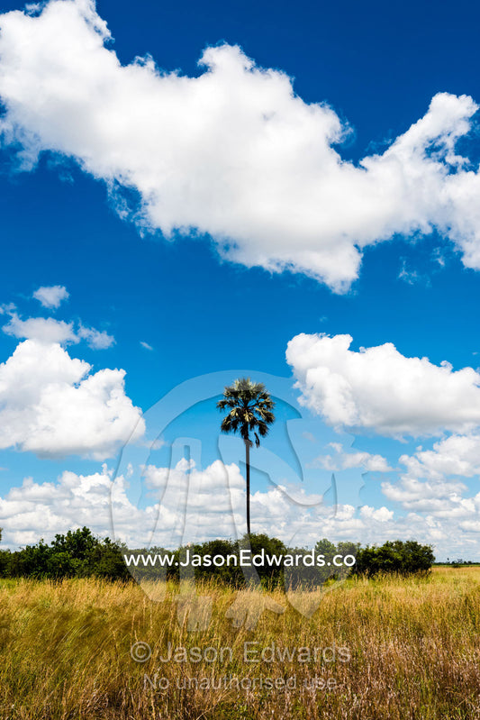 An African Fan Palm tree on an island in a floodplain. Selinda Reserve, Linyanti Region, Northern Botswana.