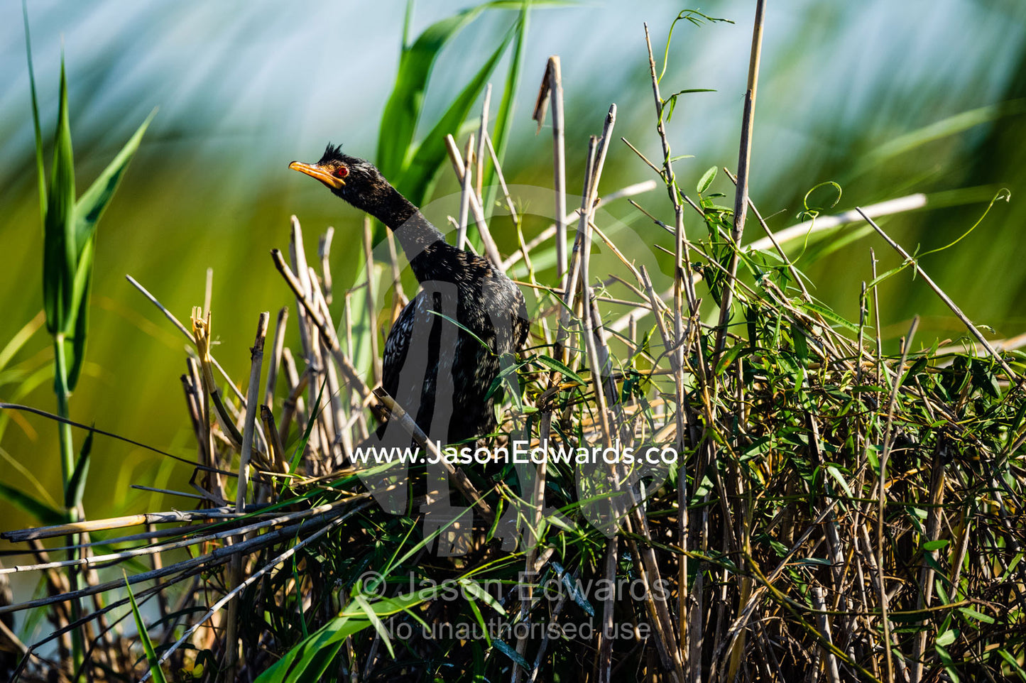 A Reed Cormorant in breeding plumage drying it's wings. Selinda Spillway, Selinda Reserve, Linyanti Region, Northern Botswana.