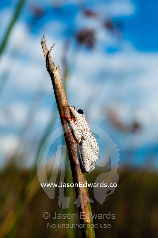 An Marbled Reed Frog clinging to the stalk of a reed in a wetland. Selinda Spillway, Selinda Reserve, Linyanti Region, Northern Botswana.