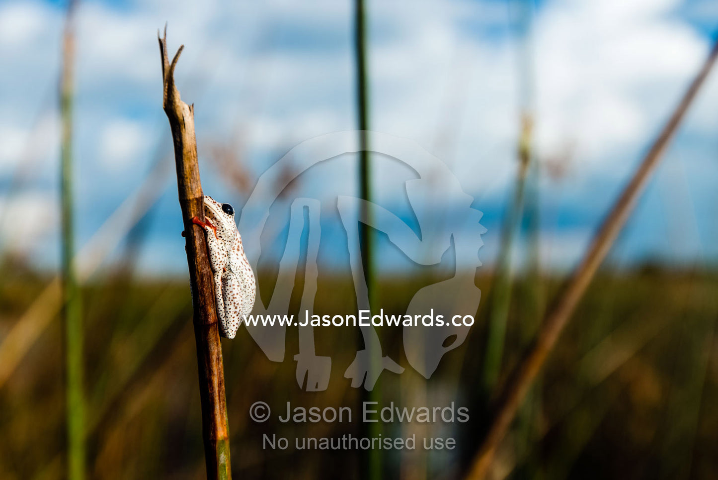 An Marbled Reed Frog clinging to the stalk of a reed in a wetland. Selinda Spillway, Selinda Reserve, Linyanti Region, Northern Botswana.