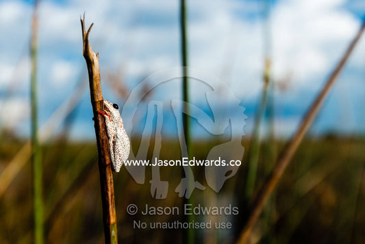 An Marbled Reed Frog clinging to the stalk of a reed in a wetland. Selinda Spillway, Selinda Reserve, Linyanti Region, Northern Botswana.