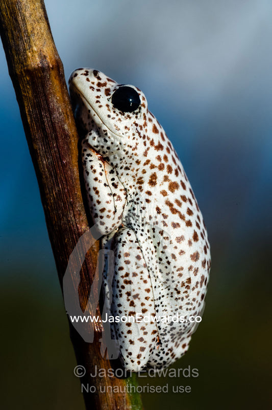 An Marbled Reed Frog clinging to the stalk of a reed in a wetland. Selinda Spillway, Selinda Reserve, Linyanti Region, Northern Botswana.