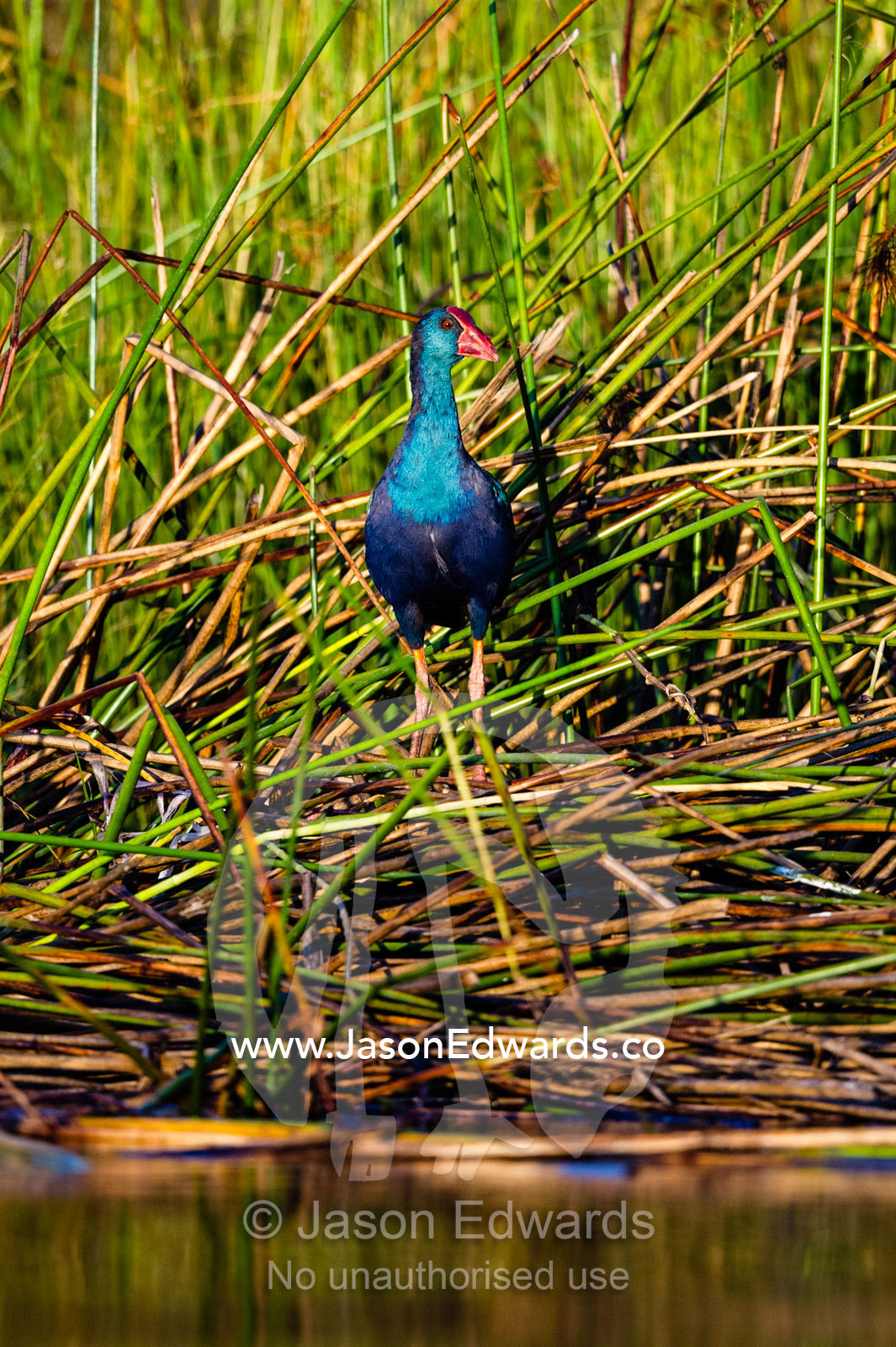 An iridescent neon blue African swamphen on the edge of the reeds. Selinda Spillway, Selinda Reserve, Linyanti Region, Northern Botswana.