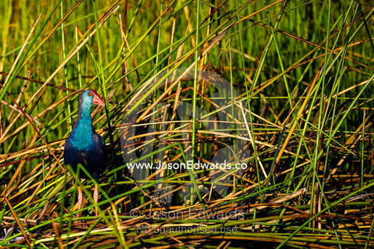 An iridescent neon blue African swamphen on the edge of the reeds. Selinda Spillway, Selinda Reserve, Linyanti Region, Northern Botswana.