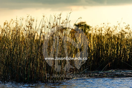 Seed heads on reeds lining a wetland at sunset. Selinda Spillway, Selinda Reserve, Linyanti Region, Northern Botswana.