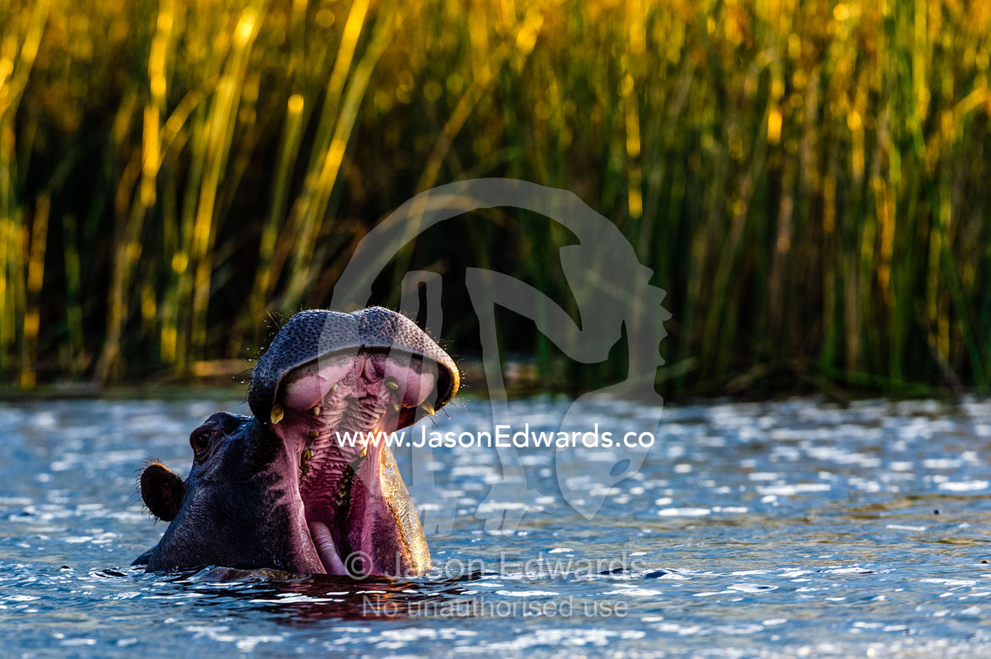 A Nile Hippopotamus stretches it's jaws displaying it's large canine teeth. Selinda Spillway, Selinda Reserve, Linyanti Region, Northern Botswana.