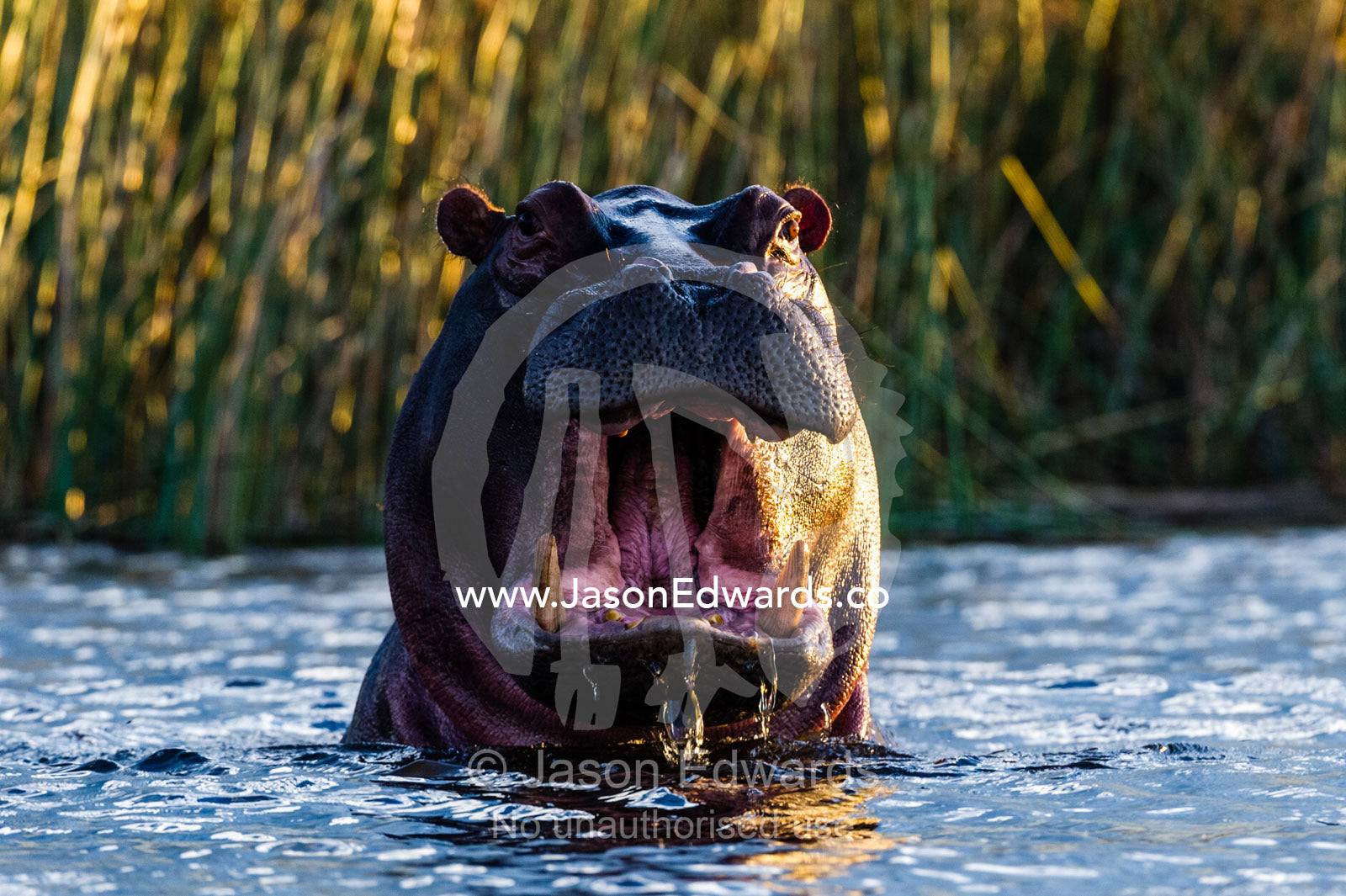 A Nile Hippopotamus stretches it's jaws displaying it's large canine teeth. Selinda Spillway, Selinda Reserve, Linyanti Region, Northern Botswana.