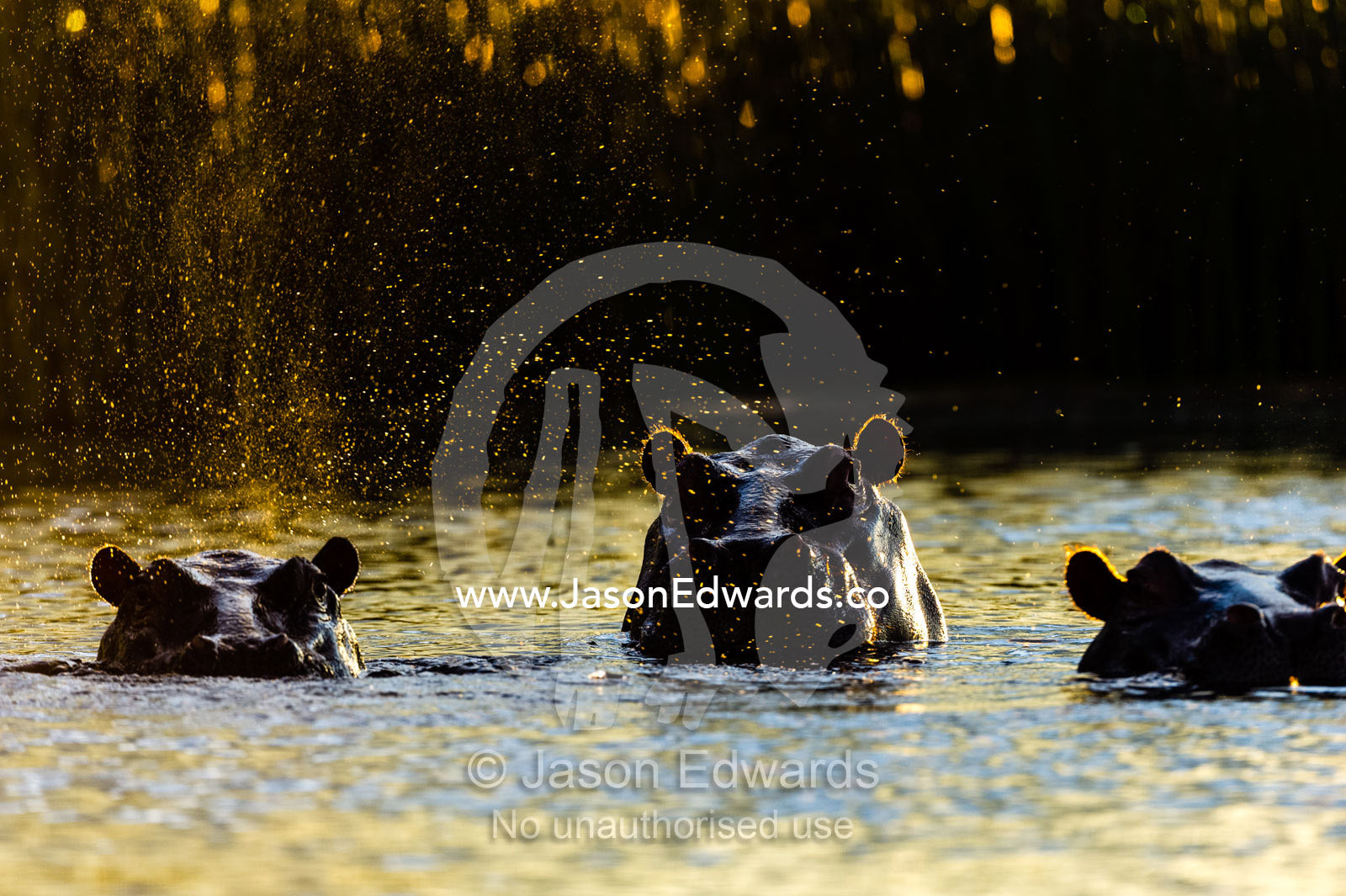 A backlit pod of Nile Hippopotamus surface in a wetland at sunset. Selinda Spillway, Selinda Reserve, Linyanti Region, Northern Botswana.