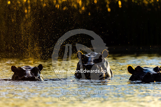 A backlit pod of Nile Hippopotamus surface in a wetland at sunset. Selinda Spillway, Selinda Reserve, Linyanti Region, Northern Botswana.