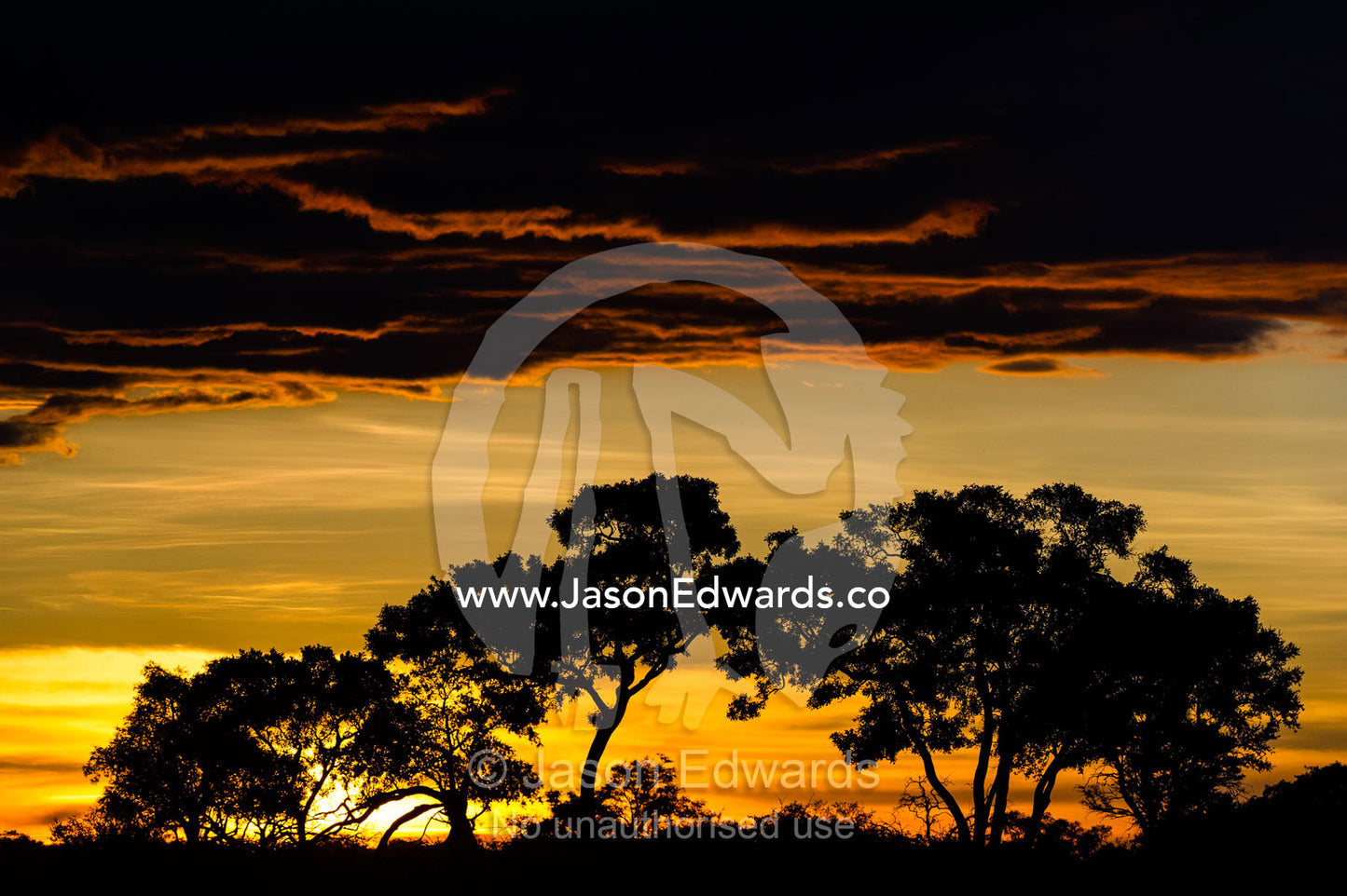 The silhouette of trees on a savannah floodplain against a fiery storm at sunset. Selinda Spillway, Selinda Reserve, Linyanti Region, Northern Botswana.