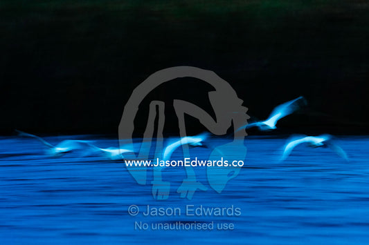 A flock of egrets flying across the surface of a river at night. Selinda Spillway, Selinda Reserve, Linyanti Region, Northern Botswana.