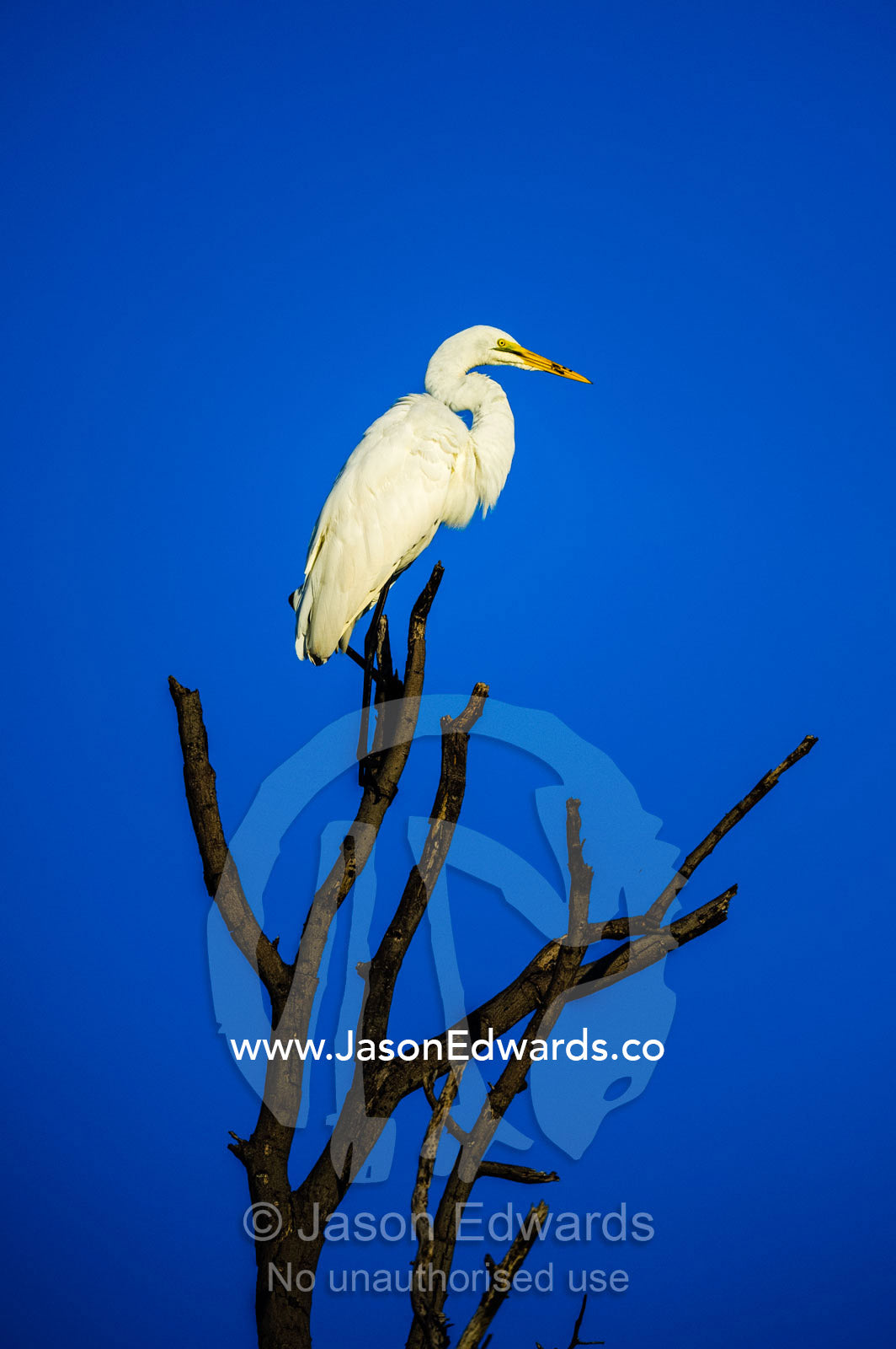 A Great White Egret roosting in a dead tree against a blue sky. Selinda Reserve, Linyanti Region, Northern Botswana.