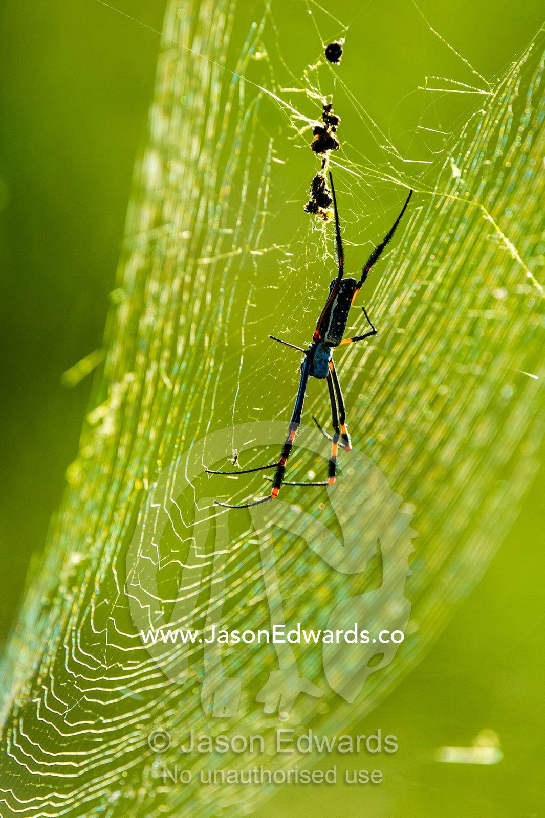 A Golden Orb-weaver Spider hanging in the middle of it's web. Selinda Reserve, Linyanti Region, Northern Botswana.