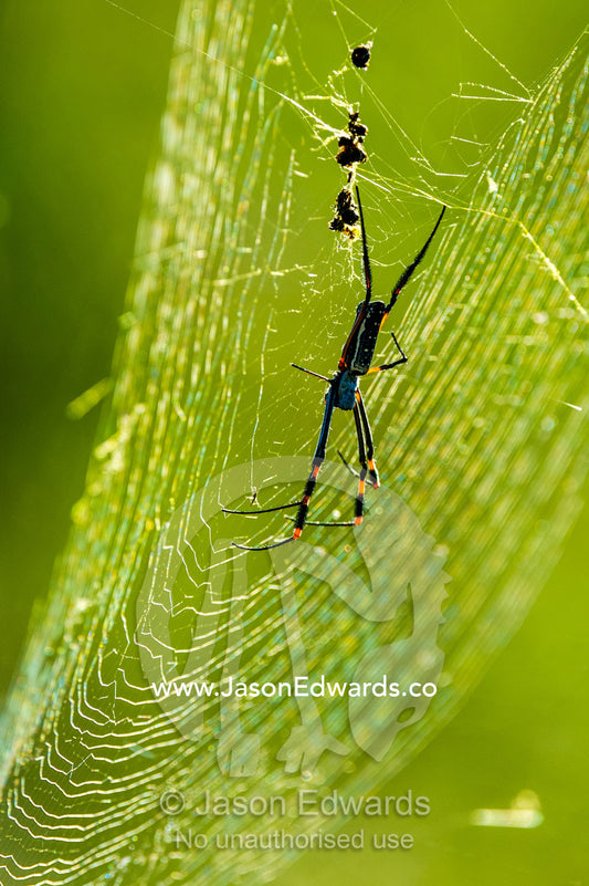 A Golden Orb-weaver Spider hanging in the middle of it's web. Selinda Reserve, Linyanti Region, Northern Botswana.