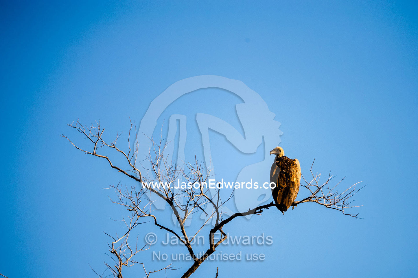 A critically endangered White-backed Vulture roosting in a dead tree. Selinda Reserve, Linyanti Region, Northern Botswana.