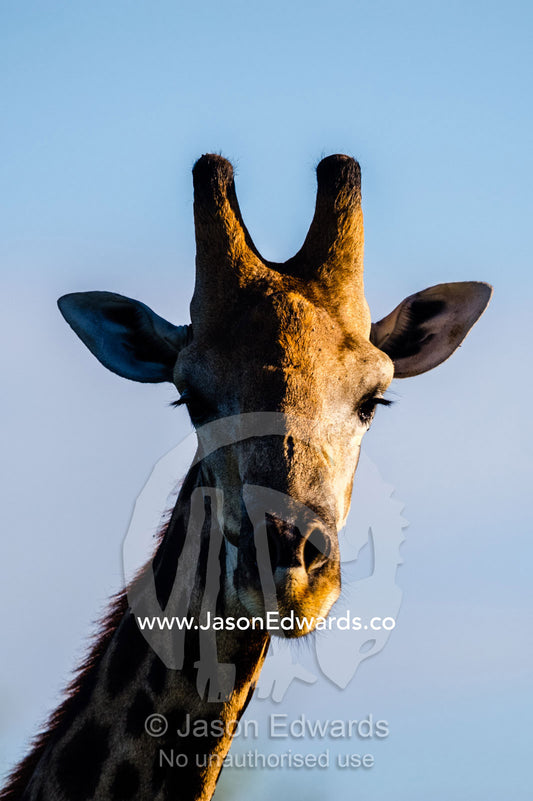 The face of a Cape Giraffe listening with large ears. Selinda Reserve, Linyanti Region, Northern Botswana.