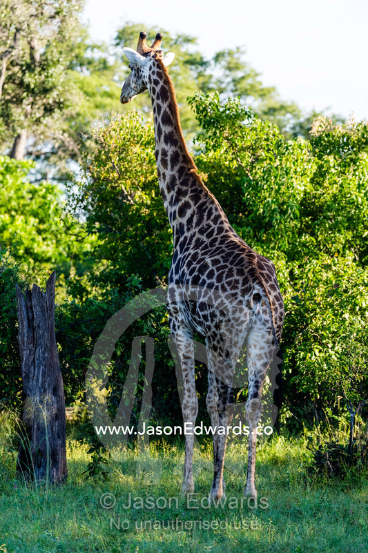 A Cape Giraffe standing in a forest clearing. Selinda Reserve, Linyanti Region, Northern Botswana.