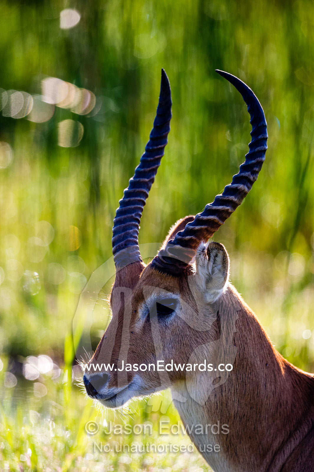 The curved spiral horns of a Red Lechwe. Selinda Reserve, Linyanti Region, Northern Botswana.