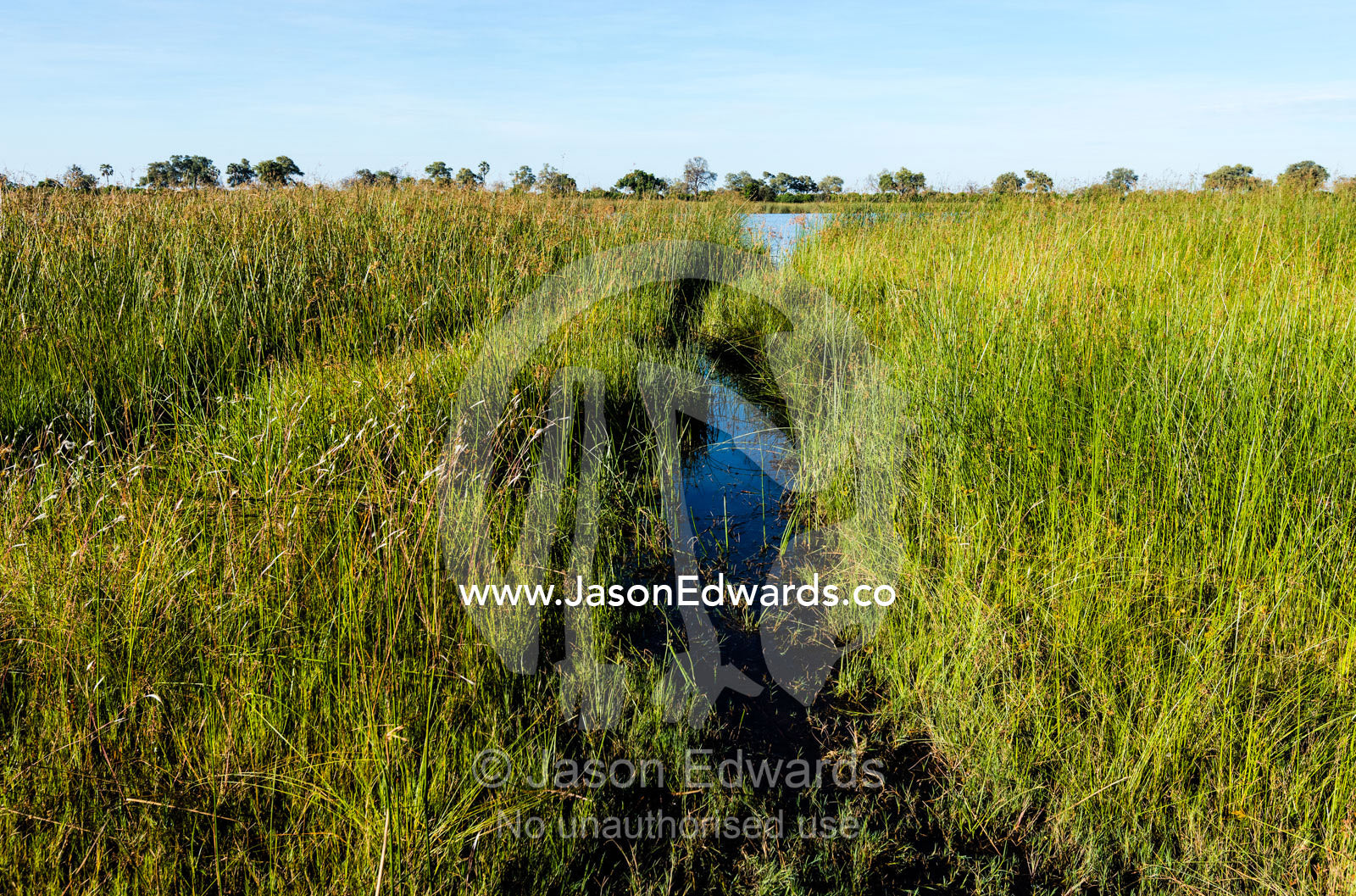 An elephant trail through the reeds of a wetland. Selinda Spillway, Selinda Reserve, Linyanti Region, Northern Botswana.