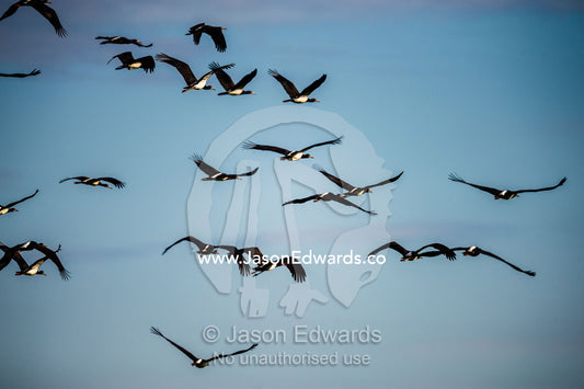 A flock of Abdims Stork flying in formation. Selinda Reserve, Linyanti Region, Northern Botswana.