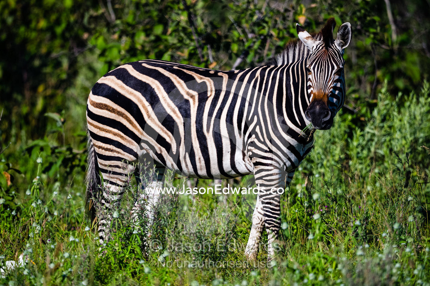 The striped flank of a Burchell's Zebra. Selinda Reserve, Linyanti Region, Northern Botswana.