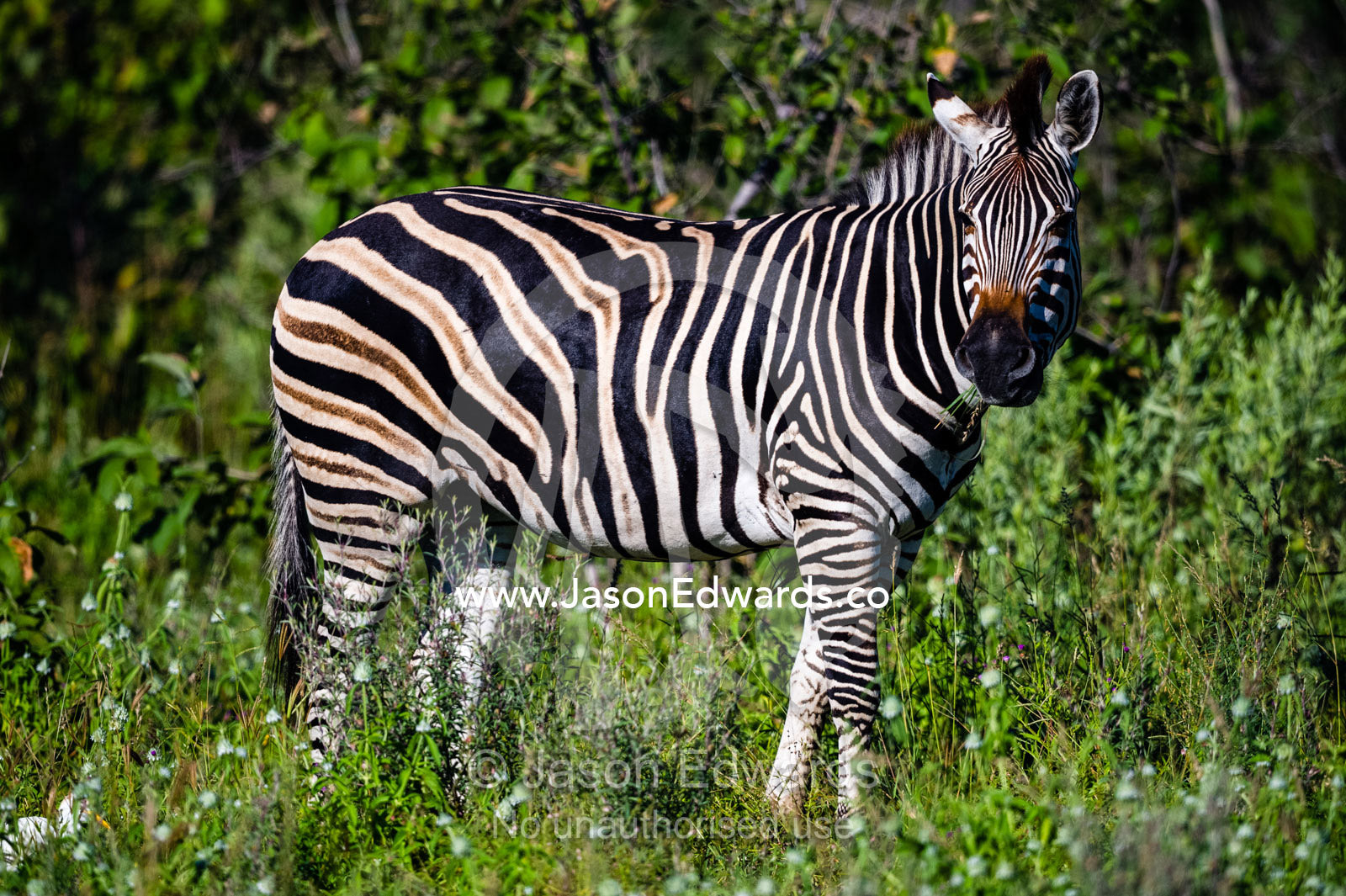 The striped flank of a Burchell's Zebra. Selinda Reserve, Linyanti Region, Northern Botswana.