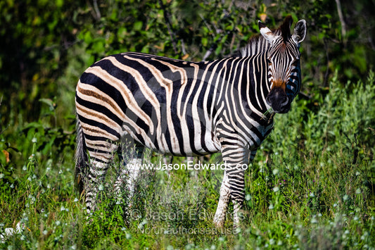 The striped flank of a Burchell's Zebra. Selinda Reserve, Linyanti Region, Northern Botswana.
