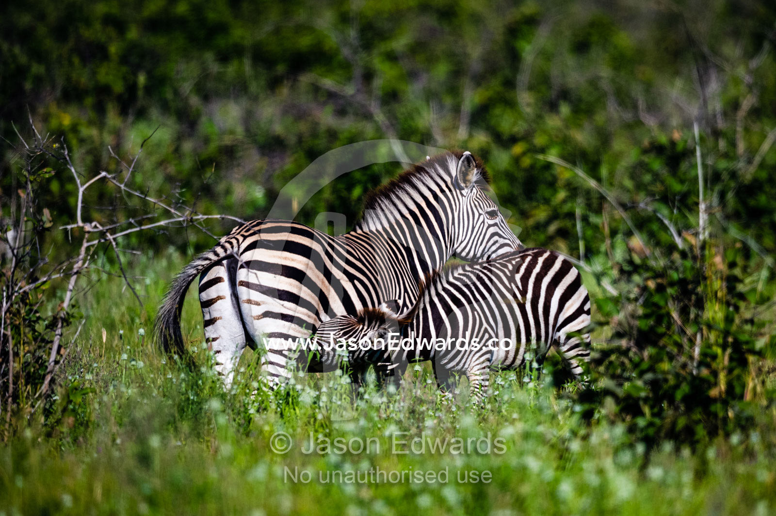 A Burchell's Zebra foal suckling milk from it's mother. Selinda Reserve, Linyanti Region, Northern Botswana.