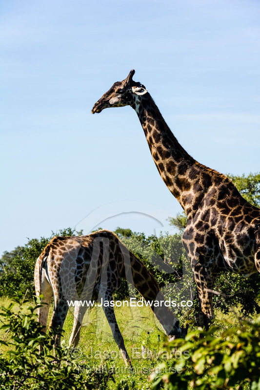 A Giraffe watches for danger whilst another one bends down to drink. Selinda Reserve, Linyanti Region, Northern Botswana.