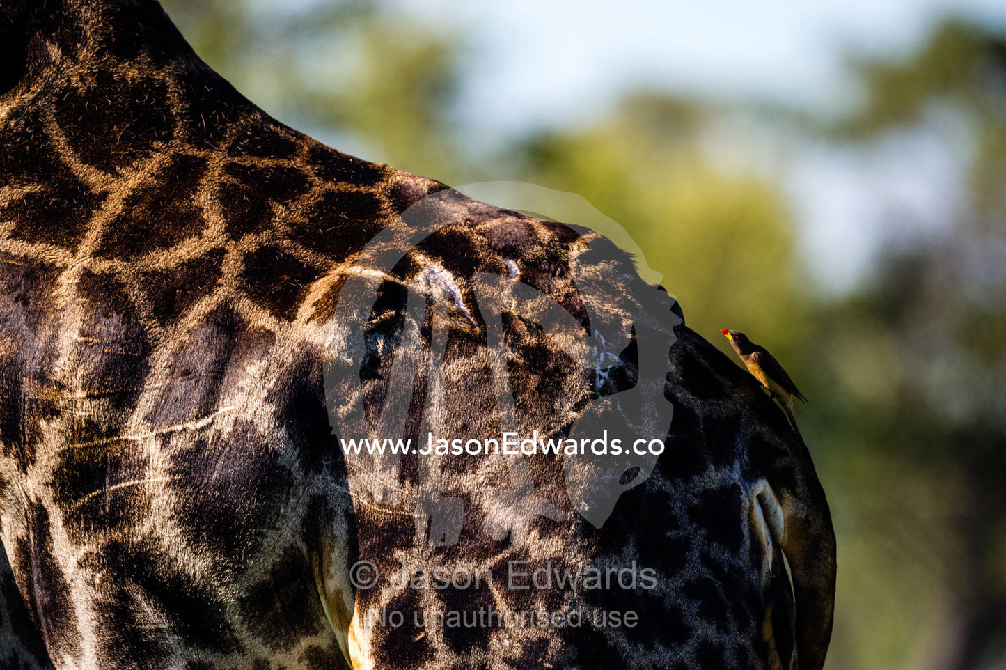 The scars of claw marks from a lion attack on the skin of a Griaffe rump. Selinda Reserve, Linyanti Region, Northern Botswana.