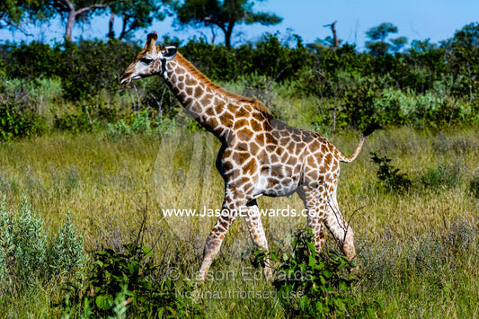 A Giraffe striding across a grassland. Selinda Reserve, Linyanti Region, Northern Botswana.