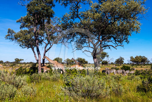 A herd of Giraffe and Burchell's Zebra on a lush floodplain. Selinda Reserve, Linyanti Region, Northern Botswana.