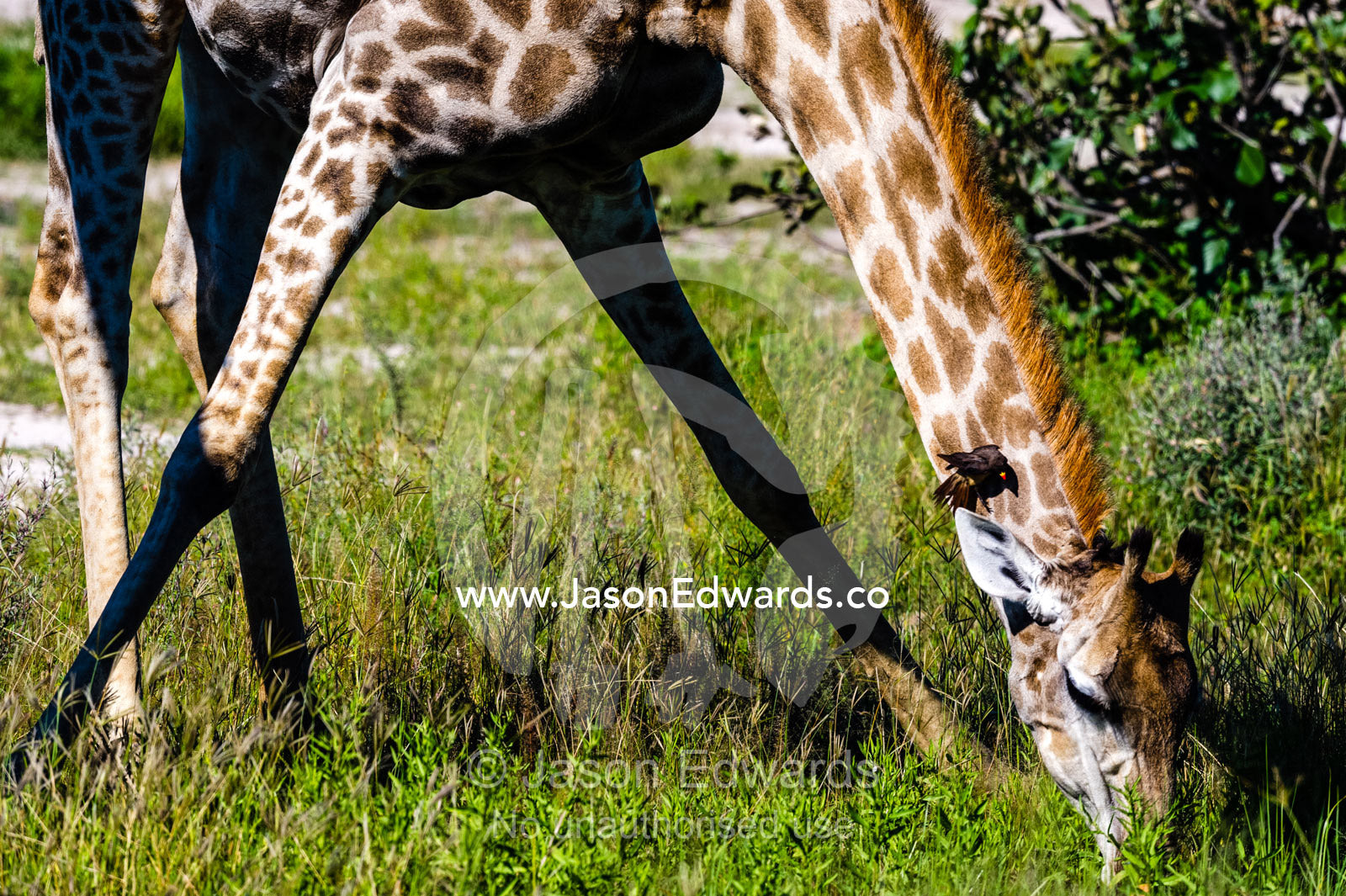 A Giraffe bending it's long neck to drink from a waterhole. Selinda Reserve, Linyanti Region, Northern Botswana.