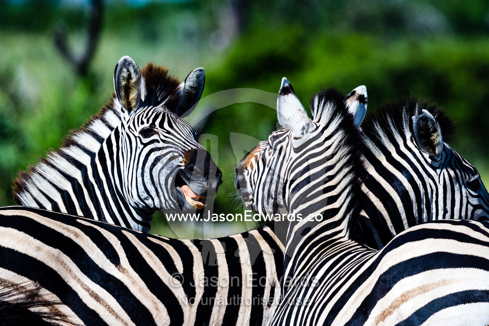 A pair of Burchell's Zebra fighting and biting each other. Selinda Reserve, Linyanti Region, Northern Botswana.